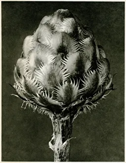 Centaurea Grecesina. 1929 (photogravure) Centaurea Grecesina. 1929 (photogravure)