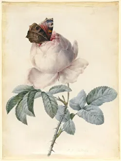 Centifolia Rose with Peacock Butterfly (w/c & bodycolour on vellum) Centifolia Rose with Peacock Butterfly (w/c & bodycolour on vellum)