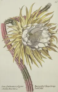 Cereus Scandens Minor Polygonus from Phythanthoza Iconographica Cereus Scandens Minor Polygonus from Phythanthoza Iconographica