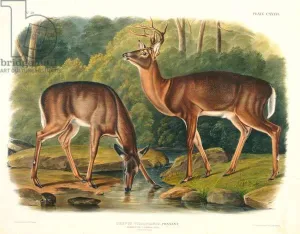 Cervus Virginianus (Common or Virginian Deer), plate 136 from ' Cervus Virginianus (Common or Virginian Deer), plate 136 from '