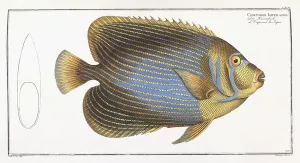 Chaetodon Imperator (Emperor Fish), 1785-1788 (hand-coloured engraving) Chaetodon Imperator (Emperor Fish), 1785-1788 (hand-coloured engraving)