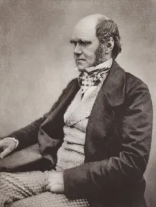 Charles Darwin, portrait, c 1854, from a photograph by Maull & Fox (b/w photo) Charles Darwin, portrait, c 1854, from a photograph by Maull & Fox (b/w photo)