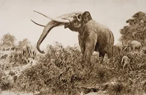 Amedee (after) Forestier Gallery: The Chatham Elephant, illustration from The Outline of History by H.G. Wells