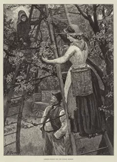 Amedee (after) Forestier Gallery: Cherry-Picking for the London Market (engraving)