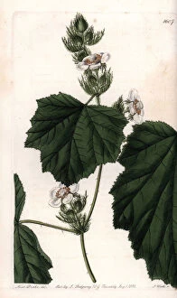 Chestnut vine - Plate engraved by S.Watts, from an illustration by Sarah Anne Drake (1803-1857)