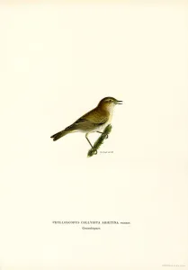 Chiffchaff (colour litho) Chiffchaff (colour litho)