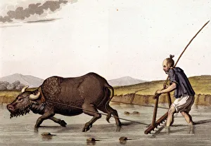 China, ploughing rice crops with beef - in ' The Old and Modern Costume" China, ploughing rice crops with beef - in ' The Old and Modern Costume"