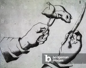 How to chop bird, Illustration from Li tre trattati di messer Mattia Giegher bavaro di How to chop bird, Illustration from Li tre trattati di messer Mattia Giegher bavaro di