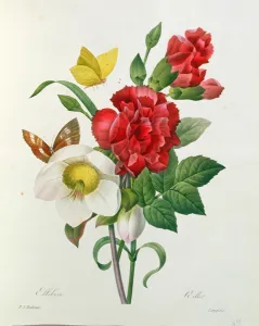 Christmas Rose, Helleborus niger and Red Carnation with Butterflies, from Les Christmas Rose, Helleborus niger and Red Carnation with Butterflies, from Les