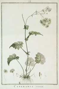 Cineraria Cruenta, from Sertum Angelicum, published 1788 (coloured engraving) Cineraria Cruenta, from Sertum Angelicum, published 1788 (coloured engraving)