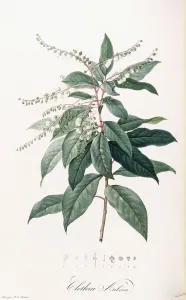 Clethra Arborea (Lily of the Valley Tree), 1803-1805 (stipple-engraved plate) Clethra Arborea (Lily of the Valley Tree), 1803-1805 (stipple-engraved plate)