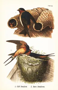 Color Lithograph Gallery: Cliff swallow, Petrochelidon pyrrhonota 1, and barn swallow, Hirundo rustica 2