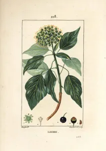 Climbing Ivy - Common ivy, Hedera helix. Handcoloured stipple copperplate engraving by Climbing Ivy - Common ivy, Hedera helix. Handcoloured stipple copperplate engraving by