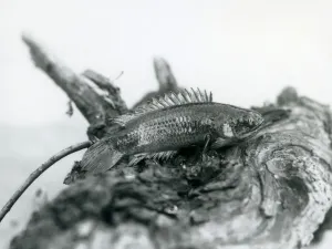 A Climbing Perch resting on a dead branch, out of water at London Zoo in September 1928 A Climbing Perch resting on a dead branch, out of water at London Zoo in September 1928