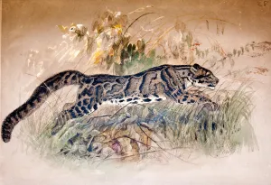 Clouded Leopard, 1851-69 (w/c on paper) Clouded Leopard, 1851-69 (w/c on paper)