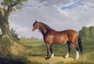A Clydesdale Stallion, 1820 (oil on canvas) A Clydesdale Stallion, 1820 (oil on canvas)