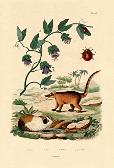 Coati, 1833-39 (coloured engraving) Coati, 1833-39 (coloured engraving)