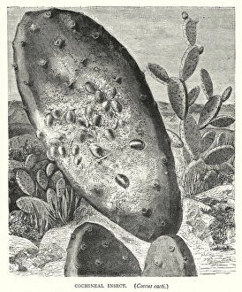 Cochineal Insect, Coccus cacti (engraving)