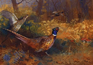 Victorian Pictures Gallery: A Cock and Hen Pheasant at the Edge of a Wood, 1897 (pencil and watercolour)