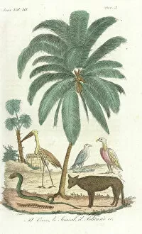 Copperplate Engraving Gallery: Coconut palm tree, jackal, adjutant stork, vulture, cobra, kite, and centipede of India