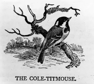 The Cole-Titmouse, illustration from The History of British Birds by Thomas Bewick The Cole-Titmouse, illustration from The History of British Birds by Thomas Bewick
