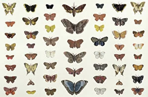 Images Dated 1st February 2012: A collage of butterflies and moths including the Camberwell Beauty