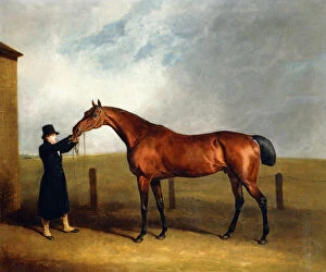 19th Century Painting Collection: Colonel Udnys Bay Colt Truffle by Sorcerer Held by a Groom, 1815 (oil on canvas)
