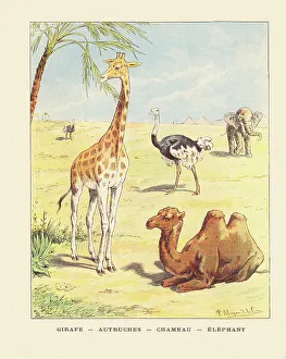ロジァンコフスキー絵本ー「WILD  ANMALS  AT HOME」1935年 R0538 P.R. Congo 1993 fauna wild animals 8v. MNH | eBay