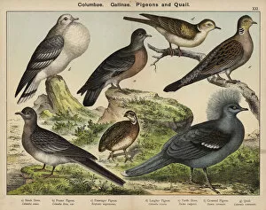 Columbae, Gallinae, Pigeons and Quail (colour litho)