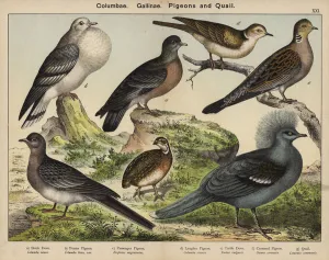 Columbae, Gallinae, Pigeons and Quail (colour litho) Columbae, Gallinae, Pigeons and Quail (colour litho)