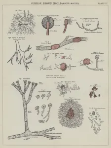 Common brown mould, Mucor Mucedo (colour litho) Common brown mould, Mucor Mucedo (colour litho)
