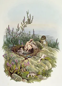 Common Cuckoo, by John Gould (1804-1881), lithograph by William Matthew Hart (1830-1908) Common Cuckoo, by John Gould (1804-1881), lithograph by William Matthew Hart (1830-1908)