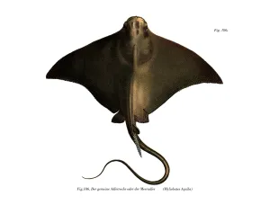 Common Eagle Ray (colour litho) Common Eagle Ray (colour litho)