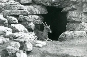 A Common Eland resting in the entrance of his shelter amongst the rocks in A Common Eland resting in the entrance of his shelter amongst the rocks in