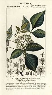 Common hoptree, Ptelea trifoliata, Ptelea di tre foglie