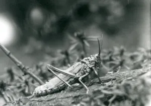 A Common Milkweed Locust at London Zoo, May 1927 (b/w photo) A Common Milkweed Locust at London Zoo, May 1927 (b/w photo)