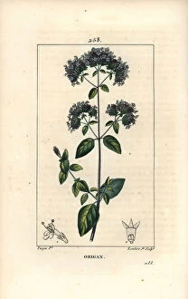 Common oregano, also called wild marjoram - Oregano or wild marjoram, Origanum vulgare, with flower, leaf