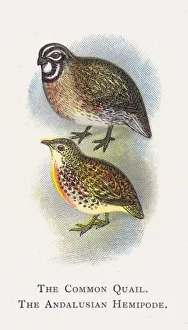The Common Quail, The Andalusian Hemipode (chromolitho) The Common Quail, The Andalusian Hemipode (chromolitho)