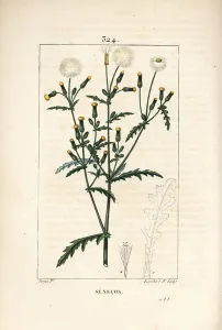 Common senecon - Common groundsel, Senecio vulgaris, with flower, leaf, seed, stalk Common senecon - Common groundsel, Senecio vulgaris, with flower, leaf, seed, stalk