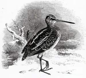The Common Snipe, illustration from A History of British Birds by William Yarrell The Common Snipe, illustration from A History of British Birds by William Yarrell