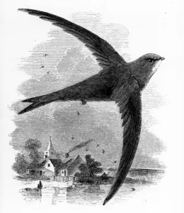 The Common Swift, illustration from A History of British Birds by William Yarrell The Common Swift, illustration from A History of British Birds by William Yarrell