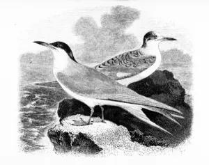 The Common Tern, illustration from A History of British Birds by William Yarrell The Common Tern, illustration from A History of British Birds by William Yarrell