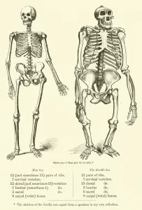 Comparison of Skeletons of Man and Gorilla (engraving) Comparison of Skeletons of Man and Gorilla (engraving)