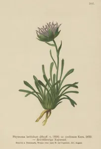 Confused Rampion (Phyteuma confusum, Phyteuma latifolium, Phyteuma hemisphaericum ssp Confused Rampion (Phyteuma confusum, Phyteuma latifolium, Phyteuma hemisphaericum ssp