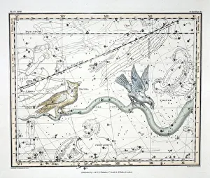 The Constellations (Plate XXVII) Hydra Continua, Crater, Covus, Centaurus et Lupus The Constellations (Plate XXVII) Hydra Continua, Crater, Covus, Centaurus et Lupus