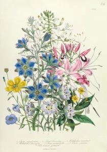Cornflower, plate 15 from The Ladies Flower Garden, published 1842 Cornflower, plate 15 from The Ladies Flower Garden, published 1842