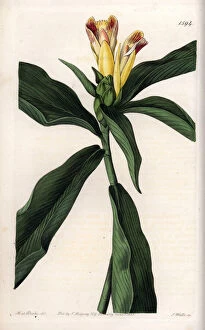 Costus Variete - Plate engraved by S.Watts, from an illustration by Sarah Anne Drake (1803-1857)