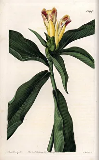 Costus Variete - Plate engraved by S.Watts, from an illustration by Sarah Anne Drake (1803-1857) Costus Variete - Plate engraved by S.Watts, from an illustration by Sarah Anne Drake (1803-1857)