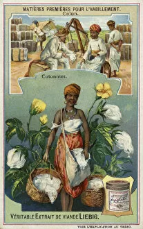 Cotton: cotton picker (chromolitho)