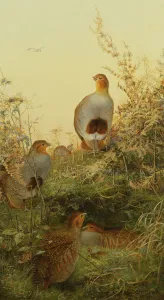 A covey of partridge in the bracken at sunset (oil on canvas) A covey of partridge in the bracken at sunset (oil on canvas)